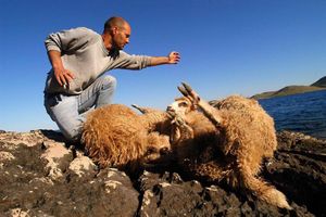 Na otoku Pagu ima 40 tisuća ovaca, a godišnje se proizvede oko 300 tona Paške janjetine