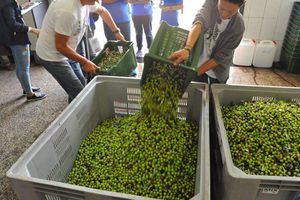 Podbacio urod milijun bračkih maslina