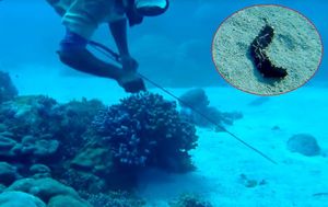 Sve veća potražnja za delikatesom, zbog koje ronioci gube živote