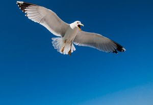 Zadrani zbog skrike galebova pukli pa usred noći pucali s balkona – Gradske vlasti nemoćne, ništa ne pomaže…