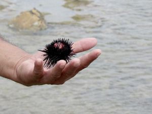 DETALJNA EKSPERTIZA Tko, gdje i kako (ne) smije vaditi ježince i kakav utjecaj na okoliš ima njihov izlov?
