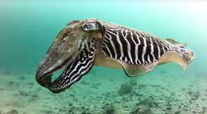 SIPA Proljetna lovina