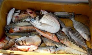 Kako izabrati i razlikovati ribu na ribarnici?