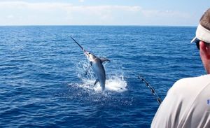 Na javnom savjetovanju objavljen prijedlog pravilnika o ribolovu plavoperajne tune i igluna