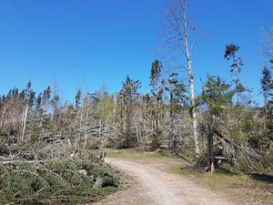 Trojac prijavljen za pustošenje šuma na opatijskom području