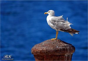 Najbolji rezultati Eurobirdwatcha od 2013.: Uočeno više od 7,29 milijuna ptica