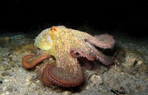 RIBOLOV Saonicama po hobotnice