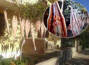 KAKO SE SUŠI RIBA? Sušeni morski pas – Otkrivamo starinski recept