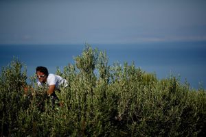 SAVJETI Pet najčešćih pogrešaka u berbi maslina
