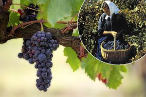 ZEMLJA GURMANIJA Povijest vina i vinove loze na našim prostorima