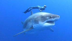 Gotovo pola stoljeća bez smrtno stradalih od napada morskog psa u Jadranu