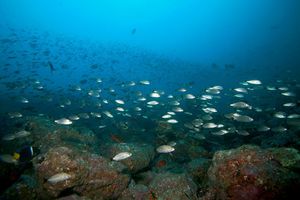 ZABRANA RIBOLOVA DALA REZULTATE – Oporavlja se riblji fond Jabučke kotline