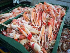 OPORAVAK ŠKAMPA U JADRANU Sve ih je više, ali cijene neće padati jer je potražnja velika