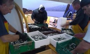 Ceh ribara: “Sigurno će doći do nestašice ribe, što će uvelike utjecati na cijene”