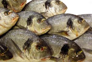 Divlja orada ili orada iz uzgoja – U čemu je razlika?