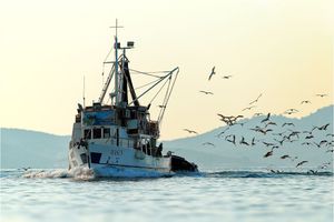 ANKETA Slučajni ulov morskih ptica u ribolovu – Kakva su vaša iskustva?