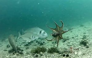 Orada napala muzgavca pred objektivom kamere