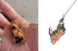 Ješka ili mamac – 1. dio