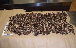 Držao u hladnjači više od 10 kilograma prstaca pa zaradio optužnicu