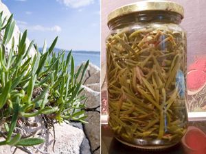 MOTAR Divlje povrće s okusom mora