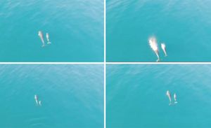 VIDEO Dronom uspio snimiti igru mame i bebe dupina kod Ražanca