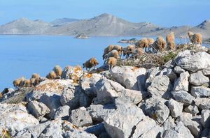 Predaja zahtjeva za uzgajivače ovaca i koza do 26. studenog