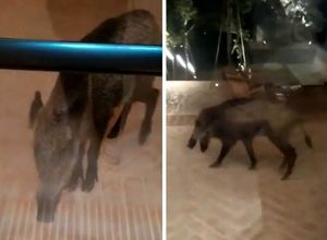 VIDEO Iznemogla životinja doteturala do vrata resorta na Hvaru: “Mogli ste joj barem vode dati”