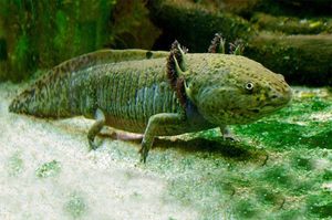 Znanstvenici identificirali najmanje 11 vrsta riba koje bi mogle hodati kopnom