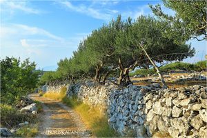 Policija pronašla tipa koji je pucajući u fazane upucao beračicu maslina na Braču