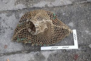 Splitska pomorska policija zaplijenila više od 10 kilograma prstaca