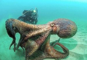 FOTOGRAF ODUŠEVLJEN Uslikao selfie s divovskom hobotnicom od 40 kg!
