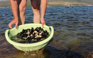 Istječe moratorij na izlov školjkaša u Paškom zaljevu – Ministarstvo u međuvremenu nije napravilo ništa!