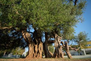 PRIČA O MASLINI Ove godine urod prepolovljen, no i dalje nedostaje berača