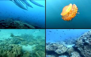 Kakav je utjecaj klimatskih promjena i invazivnih vrsta na bioraznolikost u zaštićenom dijelu jadranskog podmorja?