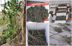 REKORDNA ZAPLJENA Policija na Visu pronašla čak 25 kg marihuane