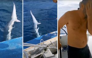 VIDEO Ulovili najstrože zaštićenog morskog psa lisicu, koji je ribolovca opalio repom po čelu