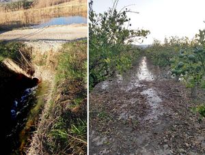 MILIJUNSKA ŠTETA U OPUZENU – U nasade mandarina puštena zaslanjena voda, Hrvatske vode peru ruke