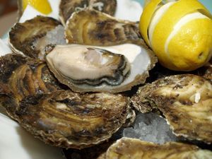 KAMENICE Svjetska delicija iz Malostonskog zaljeva