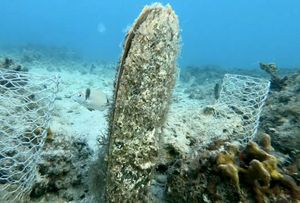 IMA LI JOJ SPASA Periska – vrsta koja nam nestaje pred očima