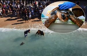 Puštanjem oporavljenih želvi u more, Aquarium Pula obilježava Svjetski dan morskih kornjača