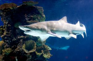 SAVRŠENI PREDATORI Zmijozuba sivka – Mladi proždiru braću i sestre