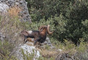 Fotograf snimio gotovo istrijebljenu životinju na Braču