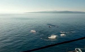 VIDEO Jato tuna ispred Baške Vode, svega koji metar od obale “S terace sam gledao i snimao ih!”