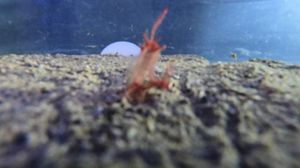 Pronađena ličinka periske stigla u Aquarium Pula – Čuvat će je u strogo kontroliranim uvjetima