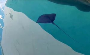 VIDEO: RIJEDAK PRIZOR U makarskoj luci plivala ražolika riba, evo o čemu se radi
