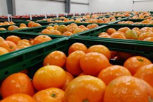 Ministrica Vučković s voćarima u dolini Neretve; “Mandarinu treba iskoristiti na tržištu, a male OPG-ove ujediniti”