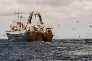 Ima li neregulirani ribolov u Indijskom oceanu veze i s našim tanjurom?