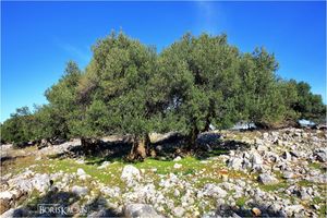 Maslinarska zadruga tuži državu zbog “tihe nacionalizacije” zemljišta