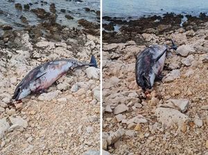 More kod Rogoznice izbacilo uginulog dupina na plažu, bio je pun ožiljaka