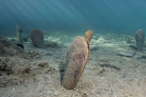 Učvršćuje se projekt očuvanja plemenite periske u južnom dijelu Jadranskog mora